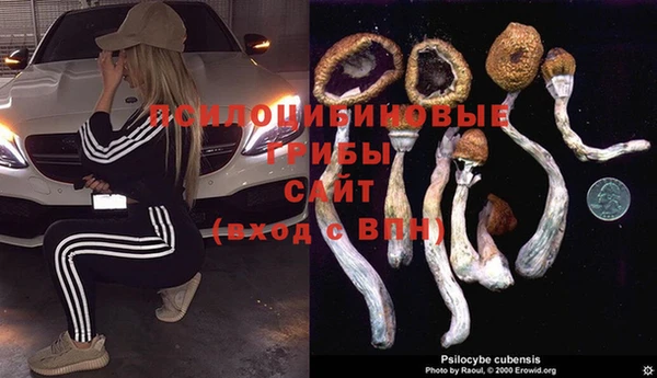 стаф Бородино